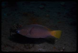 Parrotfish