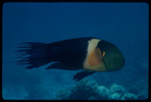 Broomtail wrasse (Cheilinus lunulatus)