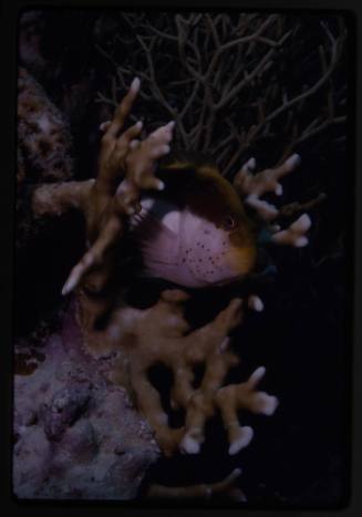 Black-side hawkfish (Paracirrhites forsteri)