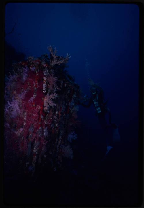 Coral encrusted cage outside Conshelf Two