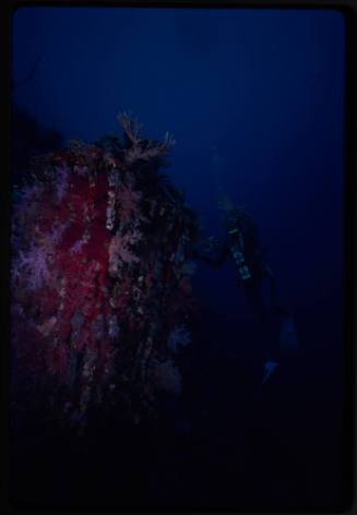 Coral encrusted cage outside Conshelf Two