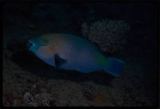 Parrotfish