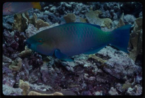 Parrotfish