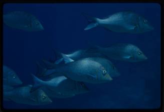 Emperor bream (Lethrinus sp.)