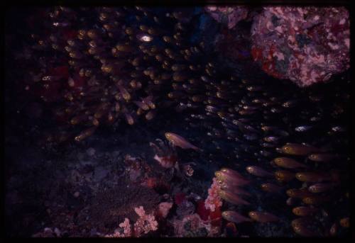 Dense school of small reef fish