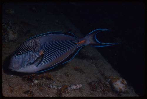 Sohal surgeonfish (Acanthurus sohal)