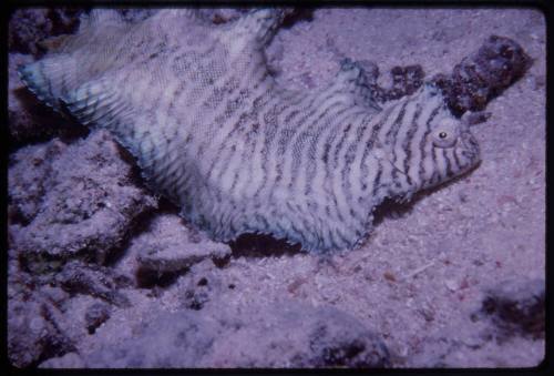 Tiger sole (Soleichthys heterorhinos)