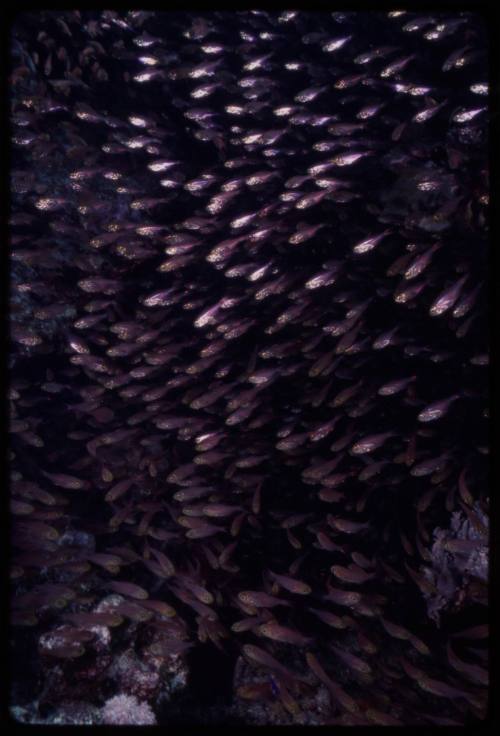 Dense school of small fish