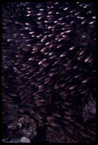 Dense school of small fish