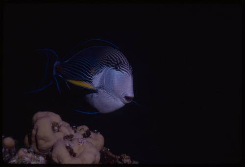 Sohal surgeonfish (Acanthurus sohal)