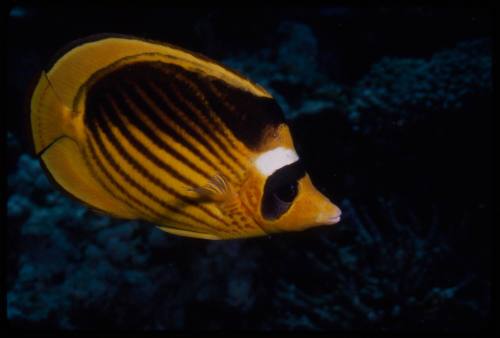 Diagonal butterflyfish (Chaetodon fasciatus)