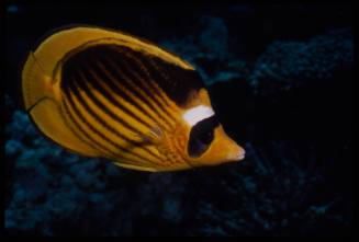 Diagonal butterflyfish (Chaetodon fasciatus)