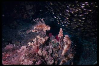 Group of lionfish and other reef fish