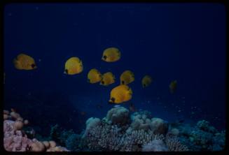 Bluecheek butterflyfish (Chaetodon semilarvatus)