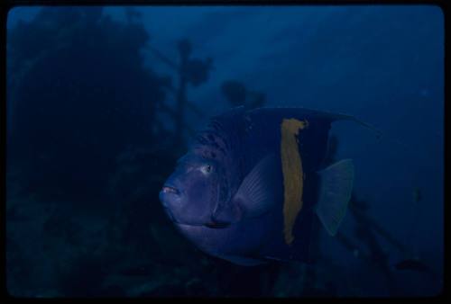 Yellowbar angelfish (Pomacanthus maculosus)