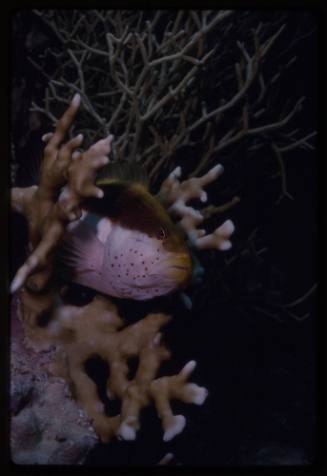 Black-side hawkfish (Paracirrhites forsteri)