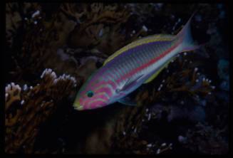 Klunzinger's wrasse (Thalassoma rueppellii)