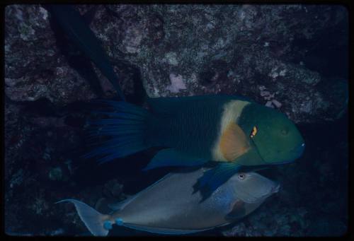 Broomtail wrasse (Cheilinus lunulatus) with a unicornfish