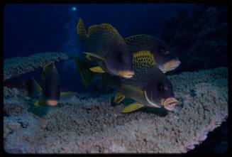 Blackspotted sweetlip (Plectorhinchus gaterinus)