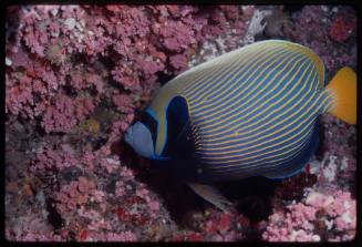 Emperor angelfish (Pomacanthus imperator)