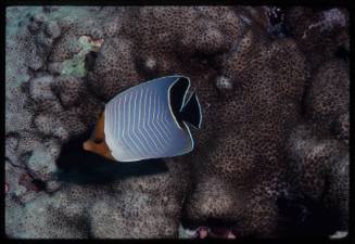 Hooded butterflyfish (Chaetodon larvatus)