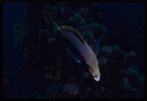 Wrasse