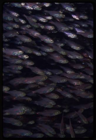 School of fish