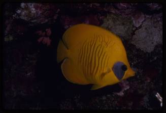 Bluecheek butterflyfish (Chaetodon semilarvatus)