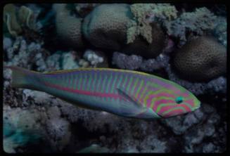 Klunzinger's wrasse (Thalassoma rueppellii)