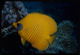 Bluecheek butterflyfish (Chaetodon semilarvatus)