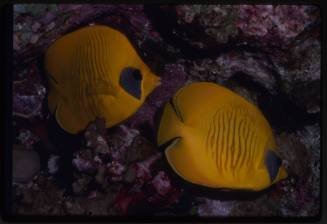 Bluecheek butterflyfish (Chaetodon semilarvatus)