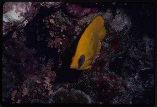 Bluecheek butterflyfish (Chaetodon semilarvatus)