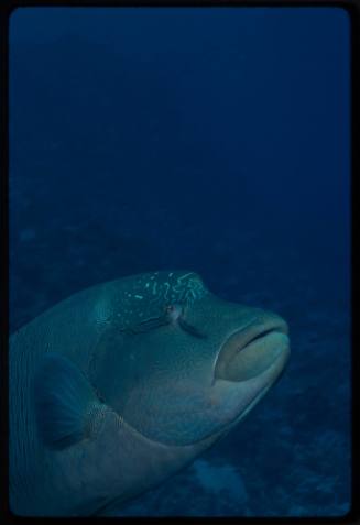 Humphead wrasse (Cheilinus undulatus)