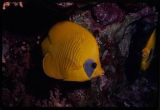 Bluecheek butterflyfish (Chaetodon semilarvatus)