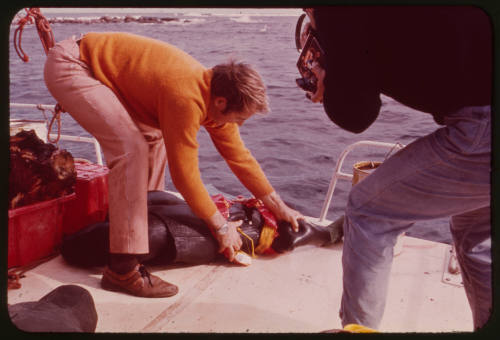 Testing out the chainmail suit (mesh suit) using a dummy in experiments with blue sharks and white sharks (great white sharks) before testing with a human 