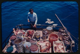  Ron Taylor setting out lures for great white sharks on the back of a boat