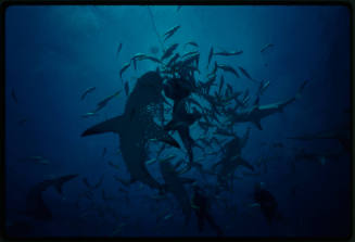 Caribbean Reef Shark