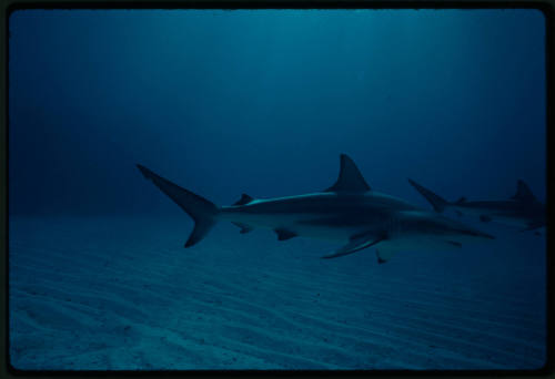 Caribbean Reef Shark