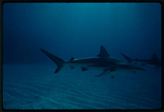 Caribbean Reef Shark