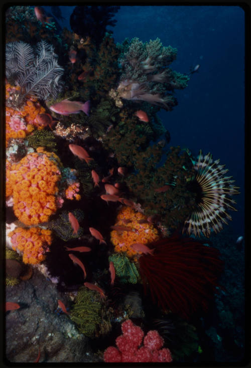 Coral reef with school of orange basslet fish