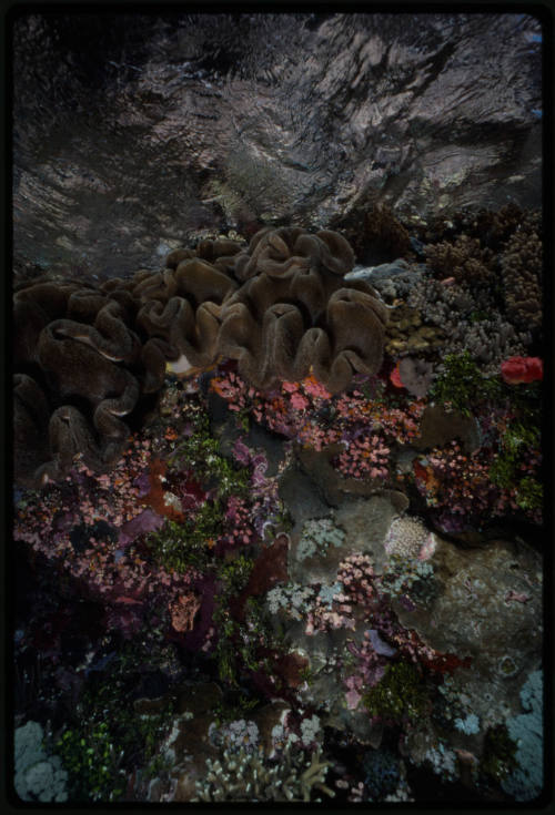 Coral reef