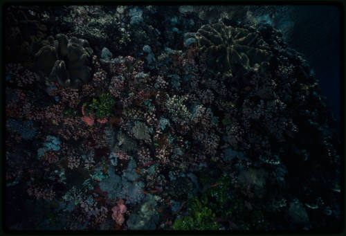 Coral reef