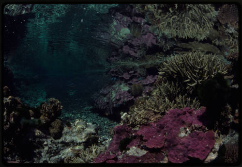 Sergeant major fish swimming around a rocky coral reef 