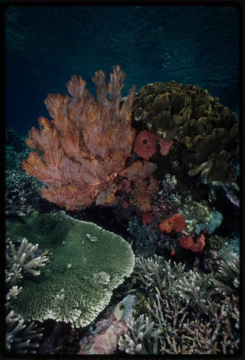 Coral reef