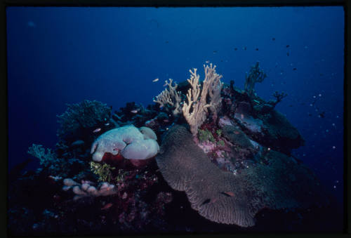 Coral reef