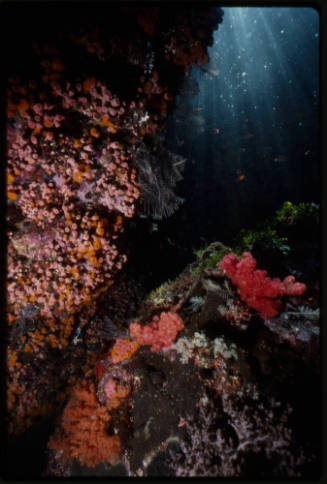 Underwater reef cave