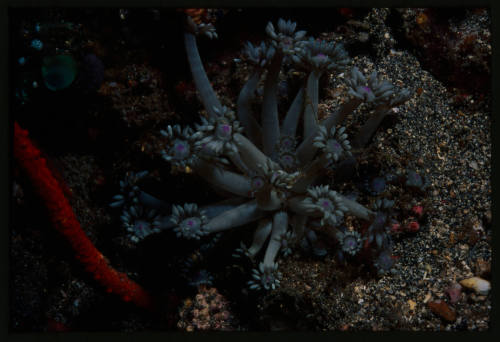 Daisy coral (Goniopora sp.)
