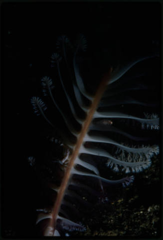 Sea pen