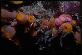 Sun coral polyp eating worms