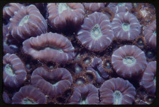 Candy cane coral (Caulastrea furcata)